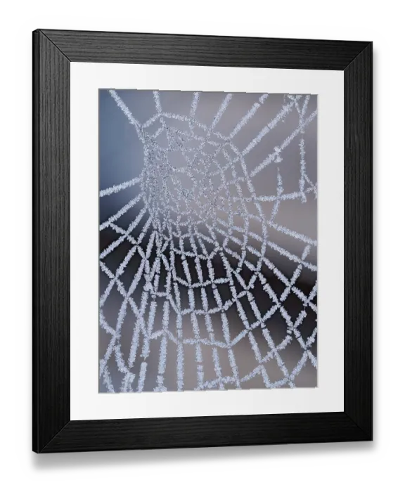 Framed Print : Frozen spider's web, Hertfordshire, England, UK. December. Focus stacked Framed Print : Frozen spider's web, Hertfordshire, England, UK. December. Focus stacked
