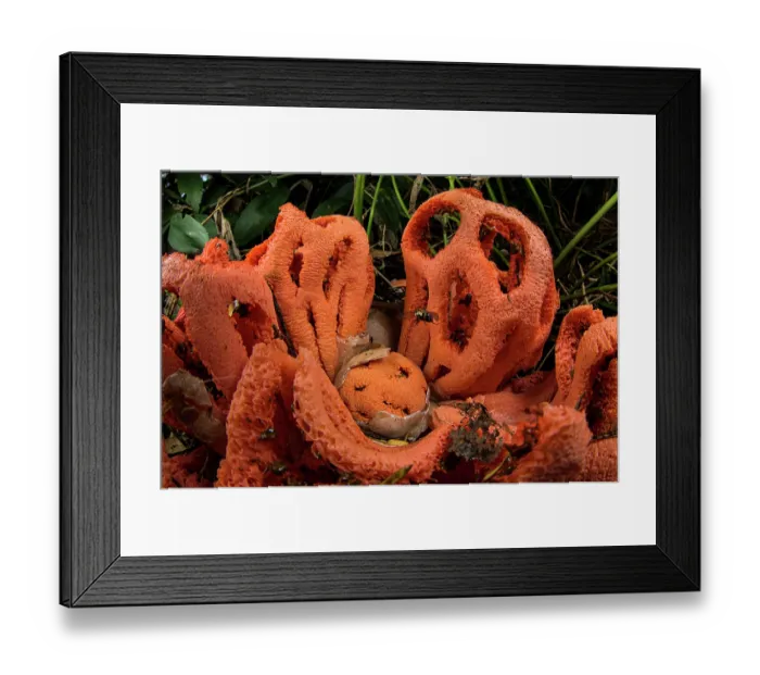 Framed Print : Red cage mushroom (Clathrus ruber) at various stages, with a fly about to land to feed, Genova, Italy. May Framed Print : Red cage mushroom (Clathrus ruber) at various stages, with a fly about to land to feed, Genova, Italy. May