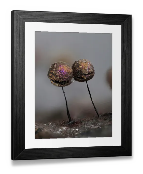 Framed Print : Slime mould (Lamproderma scintillans) two mature sporangia growing on a Holly Leaf, Hertfordshire, England, UK. February. Focus stacked Framed Print : Slime mould (Lamproderma scintillans) two mature sporangia growing on a Holly Leaf, Hertfordshire, England, UK. February. Focus stacked