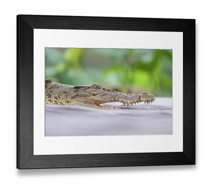 Framed Print : Estuarine crocodile (Crocodylus porosus) fishing in shallow water, Fogg Dam Conservation Reserve, Northern Territory, Australia Framed Print : Estuarine crocodile (Crocodylus porosus) fishing in shallow water, Fogg Dam Conservation Reserve, Northern Territory, Australia