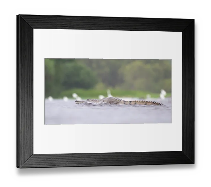 Framed Print : Freshwater crocodile (Crocodylus johnstoni) crossing a flooded road during monsoon rainfall, Fogg Dam Conservation Reserve, Northern Territory, Australia. March Framed Print : Freshwater crocodile (Crocodylus johnstoni) crossing a flooded road during monsoon rainfall, Fogg Dam Conservation Reserve, Northern Territory, Australia. March