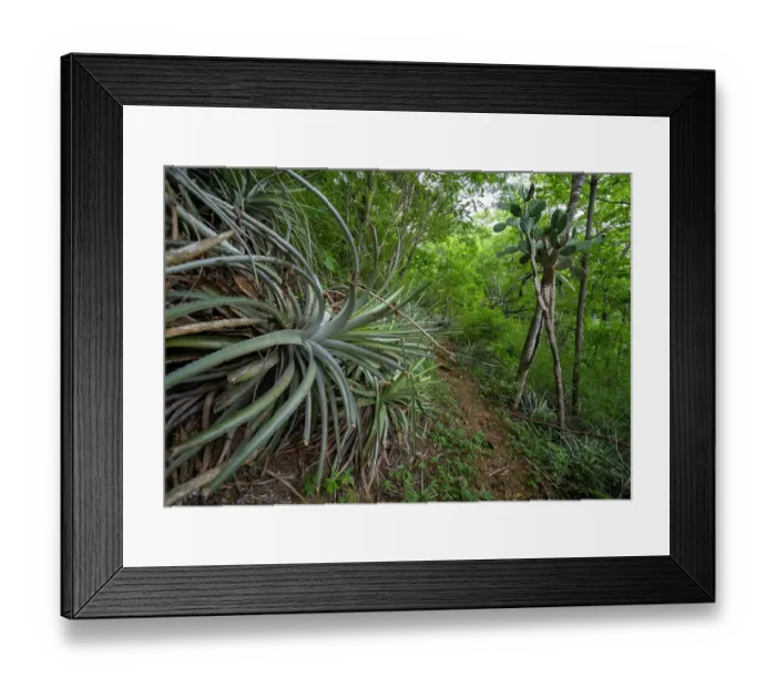 Framed Print : Bromeliad plant 'Pina de Coche' (Hechtia guatemalensis) in dry forest habitat in the Motagua Valley Framed Print : Bromeliad plant 'Pina de Coche' (Hechtia guatemalensis) in dry forest habitat in the Motagua Valley