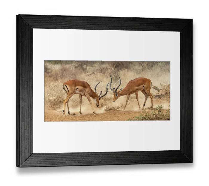 Framed Print : Two Impala (Aepyceros melampus) males fighting on dusty ground, Amboseli National Park, Kenya Framed Print : Two Impala (Aepyceros melampus) males fighting on dusty ground, Amboseli National Park, Kenya