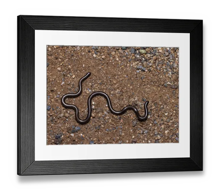Framed Print : Black blind snake (Epictia goudotii), 20 cm in length, moving over gravel, Heloderma Natural Reserve, Zacapa, Guatemala Framed Print : Black blind snake (Epictia goudotii), 20 cm in length, moving over gravel, Heloderma Natural Reserve, Zacapa, Guatemala