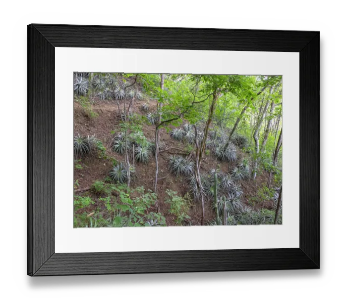 Framed Print : Bromeliad plant 'Pina de Coche' (Hechtia guatemalensis) in dry forest habitat in the Motagua Valley Framed Print : Bromeliad plant 'Pina de Coche' (Hechtia guatemalensis) in dry forest habitat in the Motagua Valley