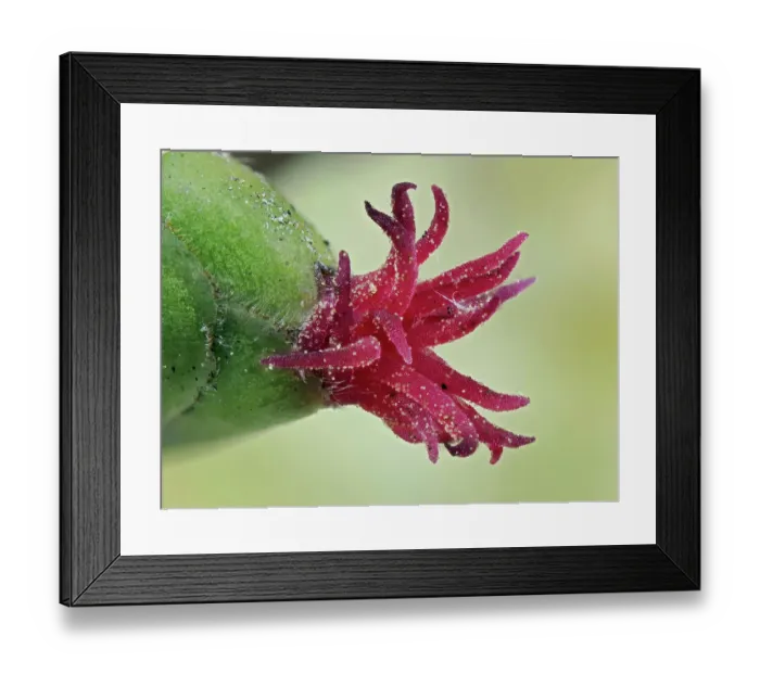 Framed Print : Hazel (Corylus avellana) close up of female flower with pollen grains, Hertfordshire, England, UK. February. Focus stacked Framed Print : Hazel (Corylus avellana) close up of female flower with pollen grains, Hertfordshire, England, UK. February. Focus stacked