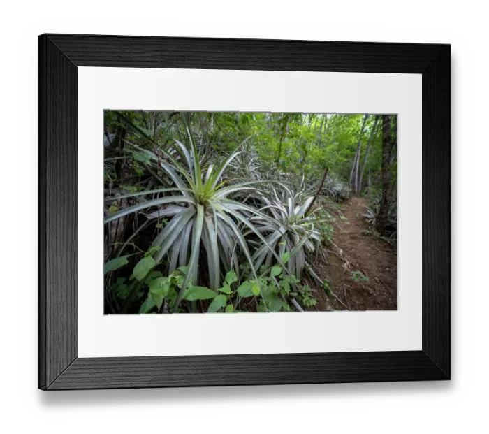 Framed Print : Bromeliad plant 'Pina de Coche' (Hechtia guatemalensis) in dry forest habitat in the Motagua Valley Framed Print : Bromeliad plant 'Pina de Coche' (Hechtia guatemalensis) in dry forest habitat in the Motagua Valley