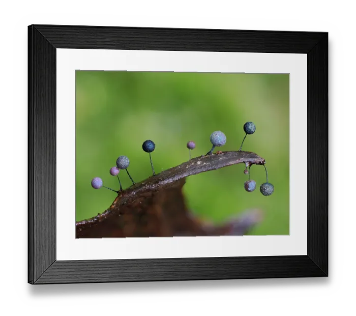 Framed Print : Slime mould (Lamproderma scintillans) mature sporangia growing along edge of a Beech Leaf, Buckinghamshire, England, UK. January. Focus stacked Framed Print : Slime mould (Lamproderma scintillans) mature sporangia growing along edge of a Beech Leaf, Buckinghamshire, England, UK. January. Focus stacked