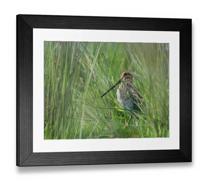 Framed Print : Common snipe (Gallinago gallinago) standing among Sedges, Upper Teesdale, County Durham, England, UK. June Framed Print : Common snipe (Gallinago gallinago) standing among Sedges, Upper Teesdale, County Durham, England, UK. June