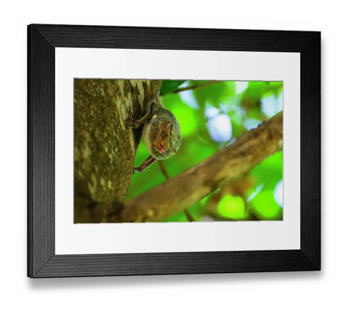 Framed Print : Mauritian tomb bat (Taphozous mauritianus) resting on tree trunk, poking its tongue out, licking its face, Klaserie Reserve, South Africa Framed Print : Mauritian tomb bat (Taphozous mauritianus) resting on tree trunk, poking its tongue out, licking its face, Klaserie Reserve, South Africa