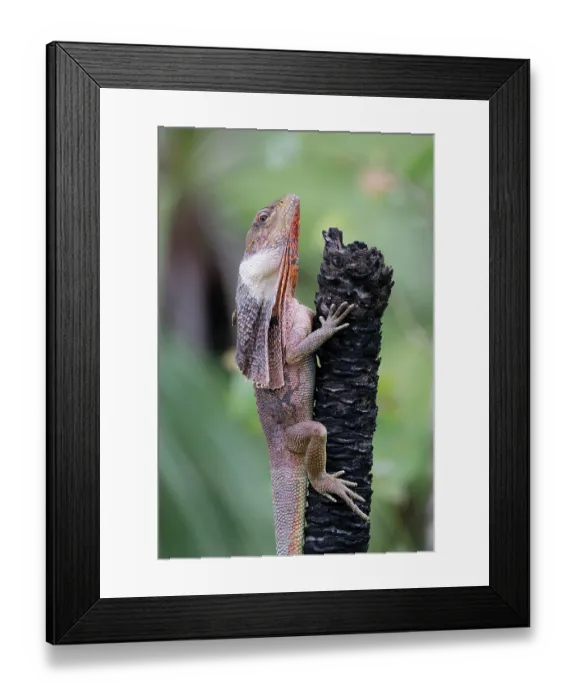 Framed Print : Frill-necked dragon (Chlamydosaurus kingii) male, resting on dead tree trunk. Adelaide River Hills, Northern Territory, Australia Framed Print : Frill-necked dragon (Chlamydosaurus kingii) male, resting on dead tree trunk. Adelaide River Hills, Northern Territory, Australia