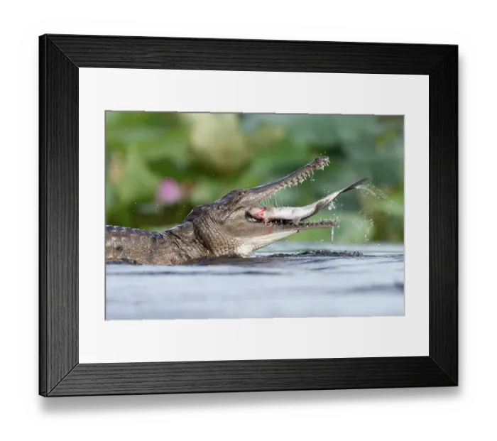 Framed Print : Freshwater crocodile (Crocodylus johnstoni) devouring a large Tarpon (Megalops cyprinoides), Fogg Dam Conservation Reserve, Northern Territory, Australia Framed Print : Freshwater crocodile (Crocodylus johnstoni) devouring a large Tarpon (Megalops cyprinoides), Fogg Dam Conservation Reserve, Northern Territory, Australia