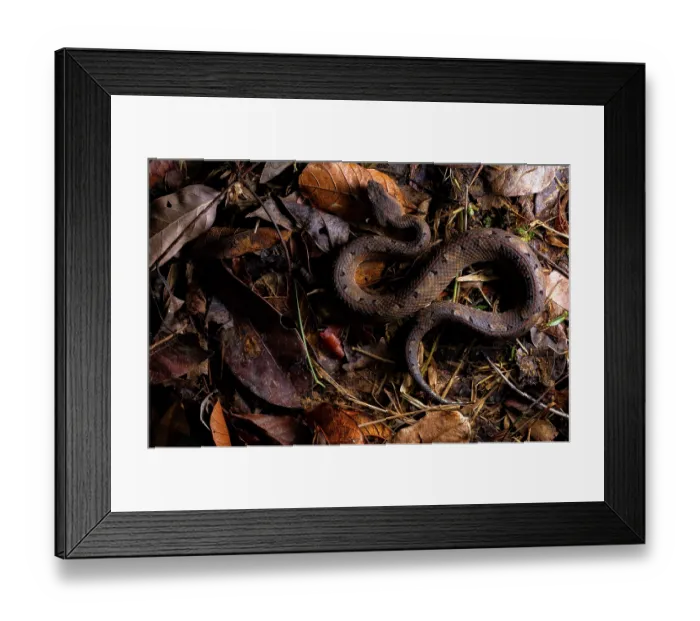 Framed Print : Hognose viper (Porthidium nasutum) resting in leaf litter, Sierra Caral, Izabal, Guatemala Framed Print : Hognose viper (Porthidium nasutum) resting in leaf litter, Sierra Caral, Izabal, Guatemala