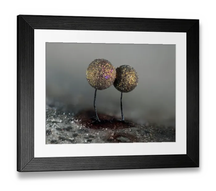 Framed Print : Slime mould (Lamproderma scintillans) two mature sporangia growing on a Holly Leaf, Hertfordshire, England, UK. February. Focus stacked Framed Print : Slime mould (Lamproderma scintillans) two mature sporangia growing on a Holly Leaf, Hertfordshire, England, UK. February. Focus stacked