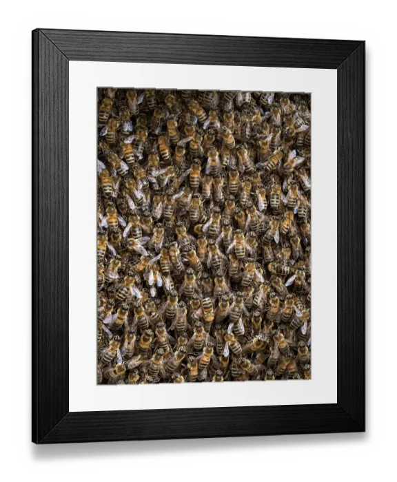 Framed Print : Honey bees (Apis mellifera) swarm resting, London, England, UK. May Framed Print : Honey bees (Apis mellifera) swarm resting, London, England, UK. May