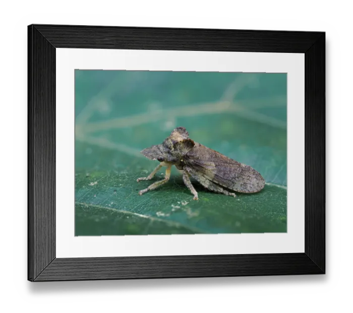 Framed Print : Horned leafhopper (Ledra aurita) portrait, Hertfordshire, England, UK. July. Focus stacked Framed Print : Horned leafhopper (Ledra aurita) portrait, Hertfordshire, England, UK. July. Focus stacked