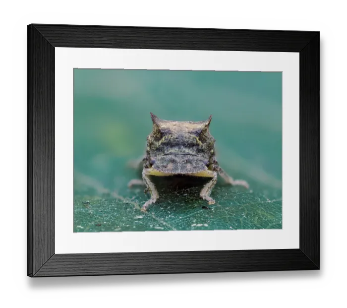 Framed Print : Horned leafhopper (Ledra aurita) portrait, Hertfordshire, England, UK. July. Focus stacked Framed Print : Horned leafhopper (Ledra aurita) portrait, Hertfordshire, England, UK. July. Focus stacked