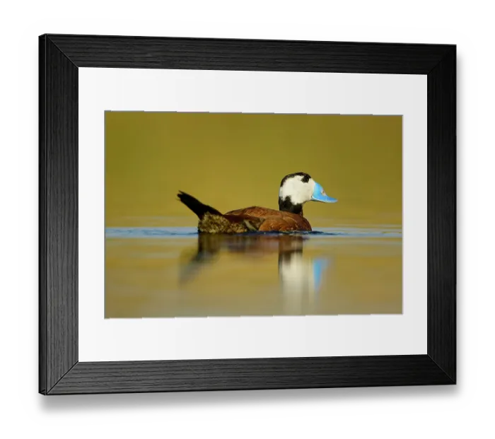 Framed Print : White-headed duck (Oxyura leucocephala) on water in wetland, La Mancha, central Spain. April Framed Print : White-headed duck (Oxyura leucocephala) on water in wetland, La Mancha, central Spain. April