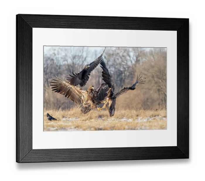 Framed Print : Two White-tailed eagles (Haliaeetus albicilla) fighting, Bialowieza Forest UNESCO World Heritage Site, Poland. January Framed Print : Two White-tailed eagles (Haliaeetus albicilla) fighting, Bialowieza Forest UNESCO World Heritage Site, Poland. January