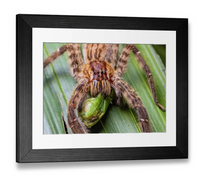 Framed Print : Hunting spider (Cupiennius salei) feeding on insect prey in rainforest, Caribbean Slope of Guatemala, Sierra Caral Reserve, Izabal, Guatemala Framed Print : Hunting spider (Cupiennius salei) feeding on insect prey in rainforest, Caribbean Slope of Guatemala, Sierra Caral Reserve, Izabal, Guatemala