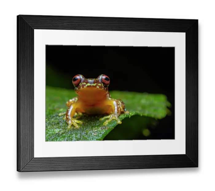 Framed Print : Copan brook frog (Duellmanohyla soralia) resting on leaf, Caribbean Slope of Guatemala, Izabal, Guatemala Framed Print : Copan brook frog (Duellmanohyla soralia) resting on leaf, Caribbean Slope of Guatemala, Izabal, Guatemala
