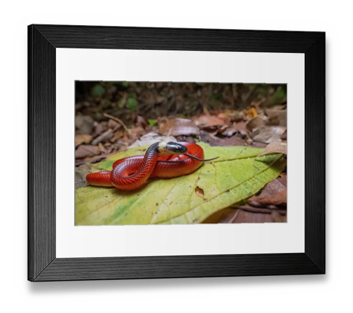 Framed Print : Mussurana snake (Clelia clelia) juvenile, resting on a leaf in rainforest, Sierra Caral, Izabal, Guatemala