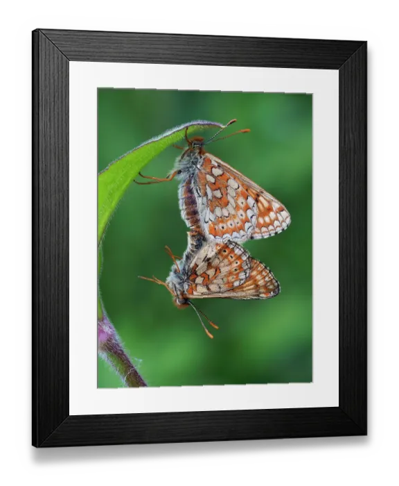 Framed Print : Marsh fritillary butterflies (Euphydryas aurinia) pair mating on leaf of Devil-bit scabious (Succisa pratensis), Cornwall, England, UK. May. Focus stacked Framed Print : Marsh fritillary butterflies (Euphydryas aurinia) pair mating on leaf of Devil-bit scabious (Succisa pratensis), Cornwall, England, UK. May. Focus stacked