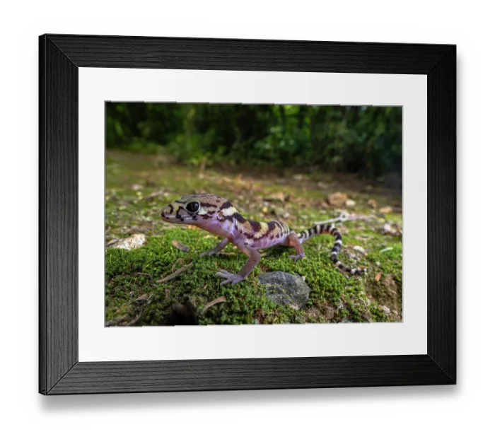 Framed Print : Central American banded gecko (Coleonyx mitratus) portrait, Heloderma Natural Reserve, Zacapa, Guatemala Framed Print : Central American banded gecko (Coleonyx mitratus) portrait, Heloderma Natural Reserve, Zacapa, Guatemala