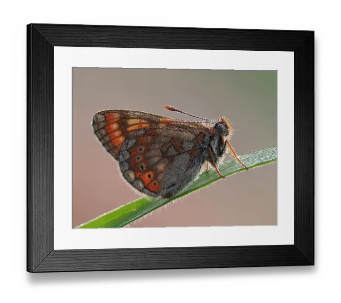 Framed Print : Marsh fritillary butterfly (Euphydryas aurinia) roosting on blade of grass in the early morning covered in dew, Cornwall, England, UK. May. Focus stacked Framed Print : Marsh fritillary butterfly (Euphydryas aurinia) roosting on blade of grass in the early morning covered in dew, Cornwall, England, UK. May. Focus stacked