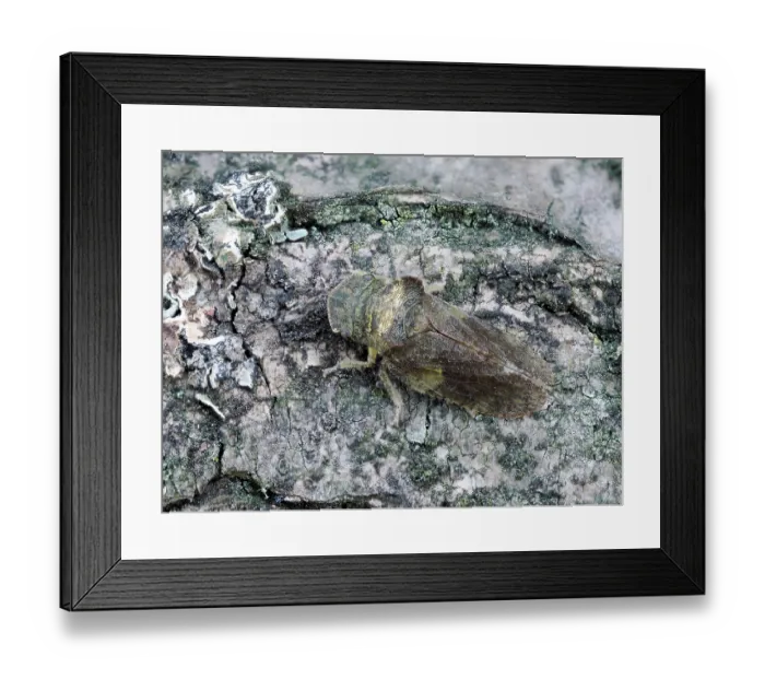 Framed Print : Horned leafhopper (Ledra aurita) resting on bark, Hertfordshire, England, UK. July. Focus stacked Framed Print : Horned leafhopper (Ledra aurita) resting on bark, Hertfordshire, England, UK. July. Focus stacked