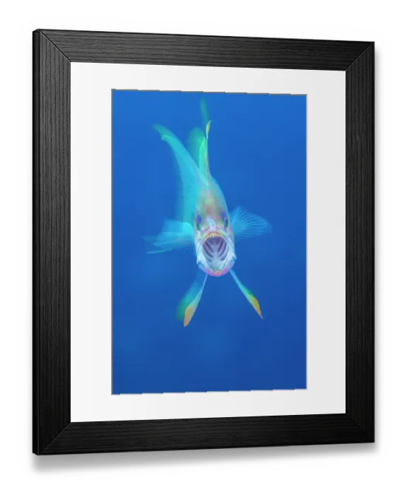 Framed Print : Mediterranean fairy basslet (Anthias anthias) yawning, portrait, Vis Island, Croatia, Adriatic Sea. September Framed Print : Mediterranean fairy basslet (Anthias anthias) yawning, portrait, Vis Island, Croatia, Adriatic Sea. September