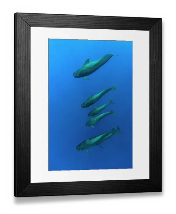 Framed Print : Short-finned pilot whales (Globicephala macrorhynchus) pod swimming underwater, Dominica, Caribbean Sea