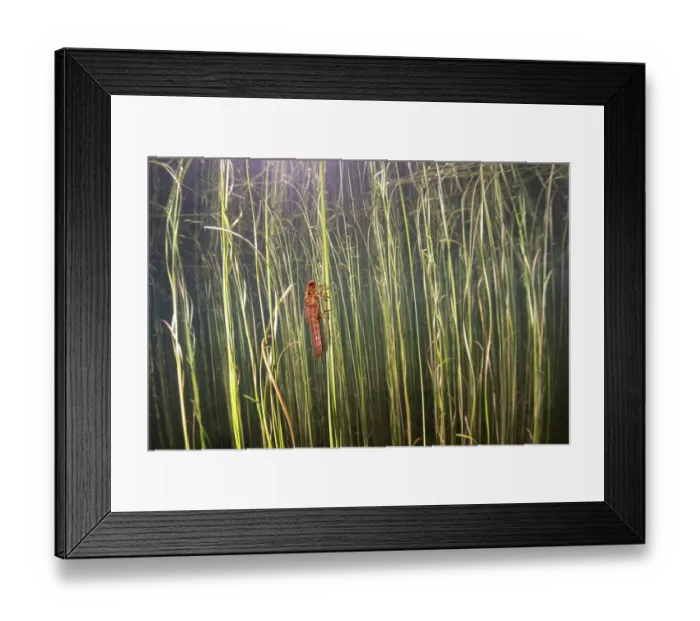 Framed Print : Dragonfly (Odonata) nymph resting on plant stem underwater, Lake di Starlaresc da Sgiof, upper Verzasca Valley, Ticino, Switzerland. July Framed Print : Dragonfly (Odonata) nymph resting on plant stem underwater, Lake di Starlaresc da Sgiof, upper Verzasca Valley, Ticino, Switzerland. July