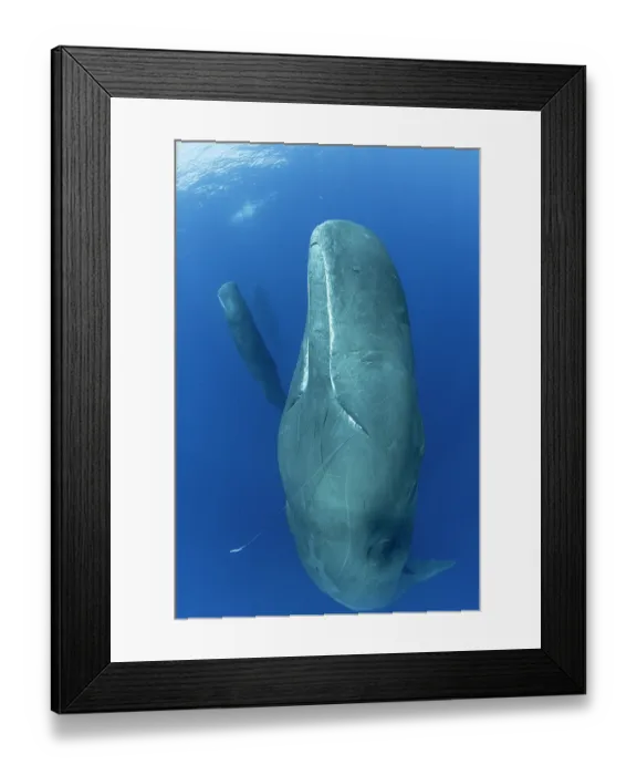 Framed Print : Sperm whale (Physeter macrocephalus) sleeping upright with a Squid's arm hanging out of its mouth, Dominica, Caribbean Sea Framed Print : Sperm whale (Physeter macrocephalus) sleeping upright with a Squid's arm hanging out of its mouth, Dominica, Caribbean Sea