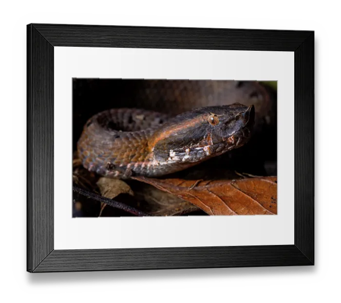 Framed Print : Hognose viper (Porthidium nasutum) portrait, Sierra Caral, Izabal, Guatemala Framed Print : Hognose viper (Porthidium nasutum) portrait, Sierra Caral, Izabal, Guatemala