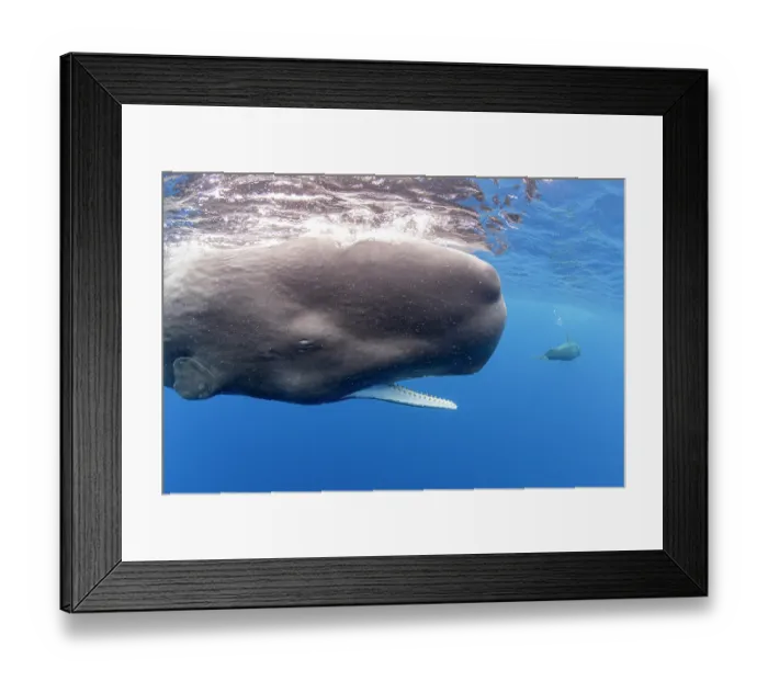Framed Print : Sperm whale (Physeter macrocephalus) opening its mouth, Dominica, Caribbean Sea Framed Print : Sperm whale (Physeter macrocephalus) opening its mouth, Dominica, Caribbean Sea