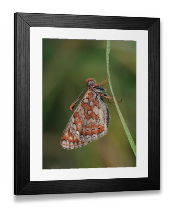 Framed Print : Marsh fritillary butterfly (Euphydryas aurinia) roosting in the early morning covered in dew, Cornwall, England, UK. May. Focus stacked Framed Print : Marsh fritillary butterfly (Euphydryas aurinia) roosting in the early morning covered in dew, Cornwall, England, UK. May. Focus stacked