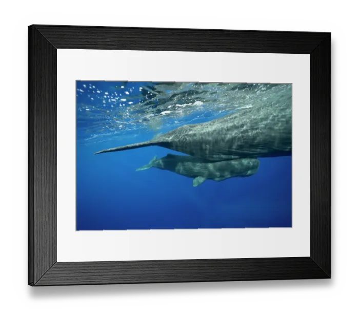 Framed Print : Sperm whale (Physeter macrocephalus) calf swimming close to its mother, Dominica, Caribbean Sea Framed Print : Sperm whale (Physeter macrocephalus) calf swimming close to its mother, Dominica, Caribbean Sea