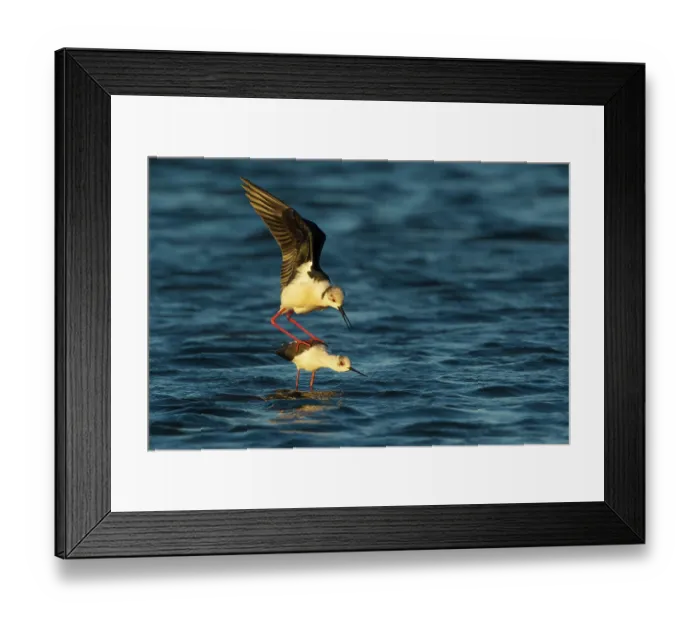 Framed Print : Black-winged stilt (Himantopus himantopus) pair mating on a windy day, Delta del Ebro Natural Park, Tarragona, Spain. April