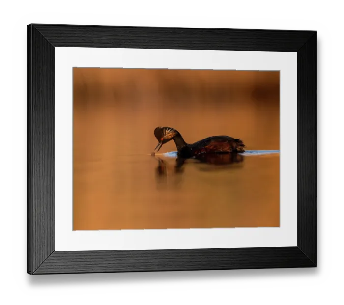 Framed Print : Black-necked grebe (Podiceps nigricollis) feeding on water in wetlands at sunrise, La Mancha, central Spain. April Framed Print : Black-necked grebe (Podiceps nigricollis) feeding on water in wetlands at sunrise, La Mancha, central Spain. April