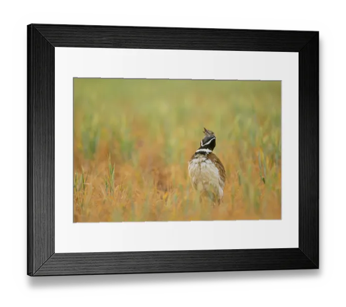 Framed Print : Little bustard (Tetrax tetrax) standing in grassland calling, Lleida, Catalonia, Spain. May