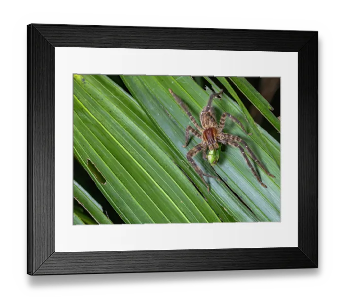 Framed Print : Hunting spider (Cupiennius salei) feeding on insect prey in rainforest, Caribbean Slope of Guatemala, Sierra Caral Reserve, Izabal, Guatemala Framed Print : Hunting spider (Cupiennius salei) feeding on insect prey in rainforest, Caribbean Slope of Guatemala, Sierra Caral Reserve, Izabal, Guatemala