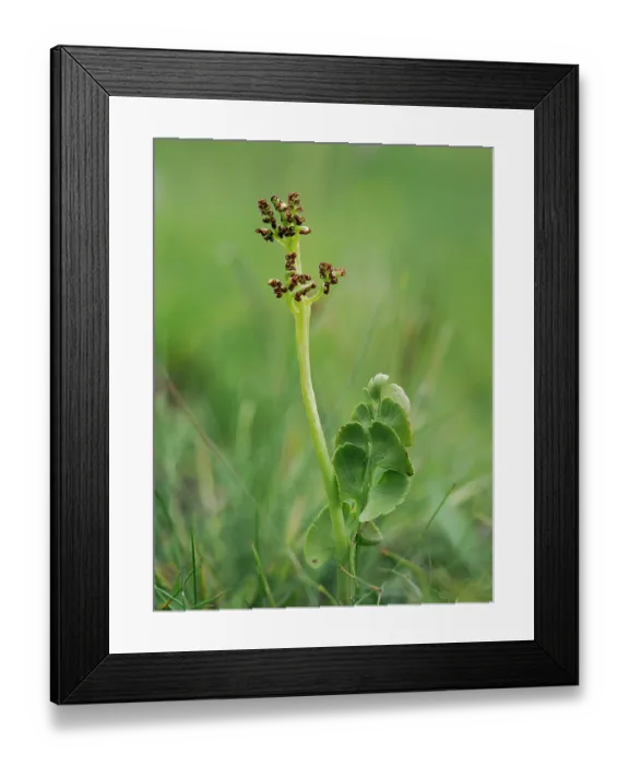 Framed Print : Moonwort (Botrychium lunaria) in flower, Upper Teesdale, County Durham, England, UK. June. Focus stacked Framed Print : Moonwort (Botrychium lunaria) in flower, Upper Teesdale, County Durham, England, UK. June. Focus stacked