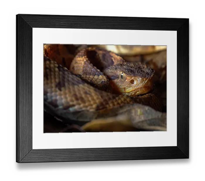 Framed Print : Jumping pit viper (Metlapilcoatlus mexicanus) resting, portrait, Caribbean slope of Guatemala, Sierra Caral Reserve, Izabal, Guatemala Framed Print : Jumping pit viper (Metlapilcoatlus mexicanus) resting, portrait, Caribbean slope of Guatemala, Sierra Caral Reserve, Izabal, Guatemala
