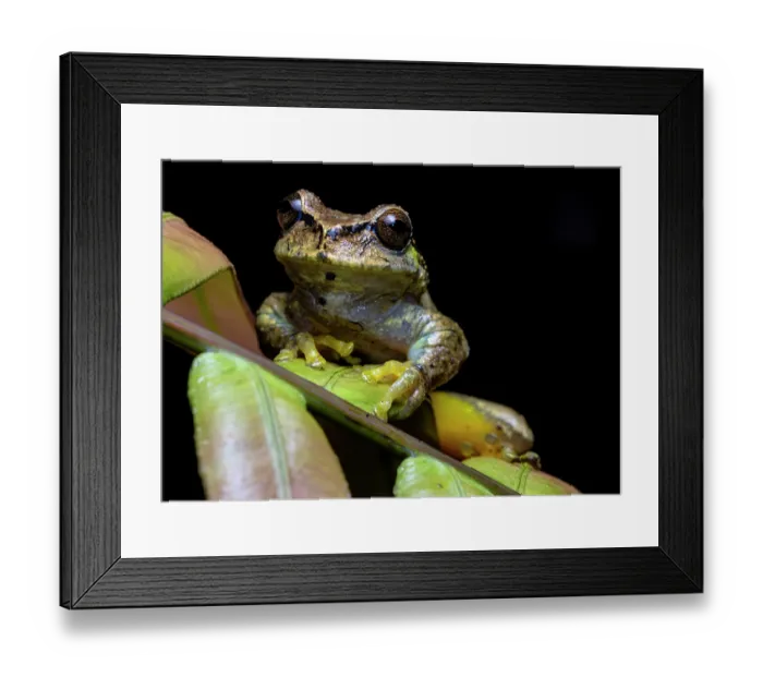 Framed Print : Las Palmas spikethumb frog (Plectrohyla quecchi) resting on leaf, Ranchitos del Quetzal Natural Reserve, Baja Verapaz, Guatemala. Endangered Framed Print : Las Palmas spikethumb frog (Plectrohyla quecchi) resting on leaf, Ranchitos del Quetzal Natural Reserve, Baja Verapaz, Guatemala. Endangered