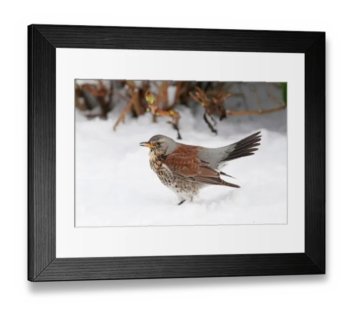 Framed Print : Fieldfare (Turdus pilaris) in deep snow in garden, Graasten, Denmark. January Framed Print : Fieldfare (Turdus pilaris) in deep snow in garden, Graasten, Denmark. January