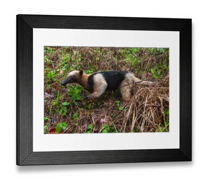 Framed Print : Northern tamandua (Tamandua mexicana) walking through rainforest undergrowth, Caribbean Slope of Guatemala, Sierra Caral reserve, Guatemala Framed Print : Northern tamandua (Tamandua mexicana) walking through rainforest undergrowth, Caribbean Slope of Guatemala, Sierra Caral reserve, Guatemala