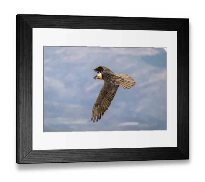 Framed Print : Lammergeier (Gypaetus barbatus) in flight, Pyrenees, Catalonia, Spain. February