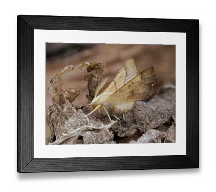 Framed Print : Dusky thorn moth (Ennomos fuscantaria) camouflaged among dead leaves, Hertfordshire, England, UK. July. Focus stacked Framed Print : Dusky thorn moth (Ennomos fuscantaria) camouflaged among dead leaves, Hertfordshire, England, UK. July. Focus stacked