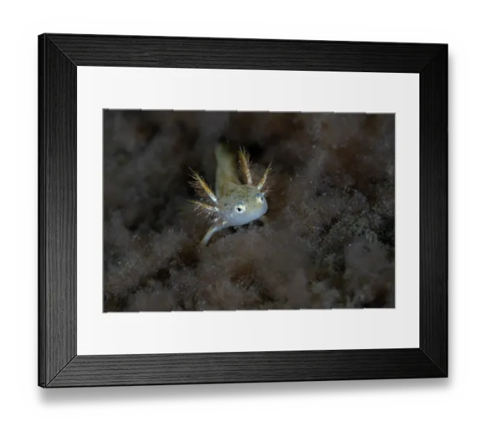 Framed Print : Alpine newt (Ichthyosaura alpestris) juvenile albino, portrait, showing its gills, River Ticino, Verzasca Valley, Switzerland. July Framed Print : Alpine newt (Ichthyosaura alpestris) juvenile albino, portrait, showing its gills, River Ticino, Verzasca Valley, Switzerland. July